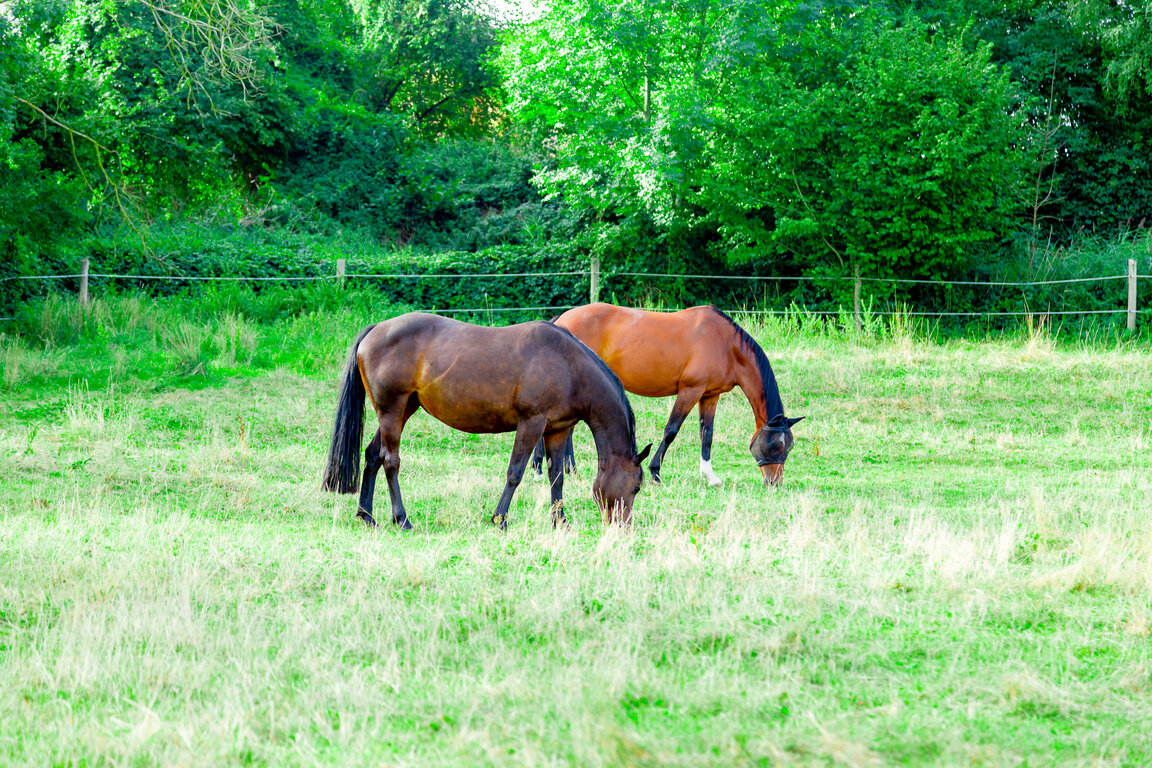 Image: _JA 40790 Pferde auf der Weide von  WH und S.jpg